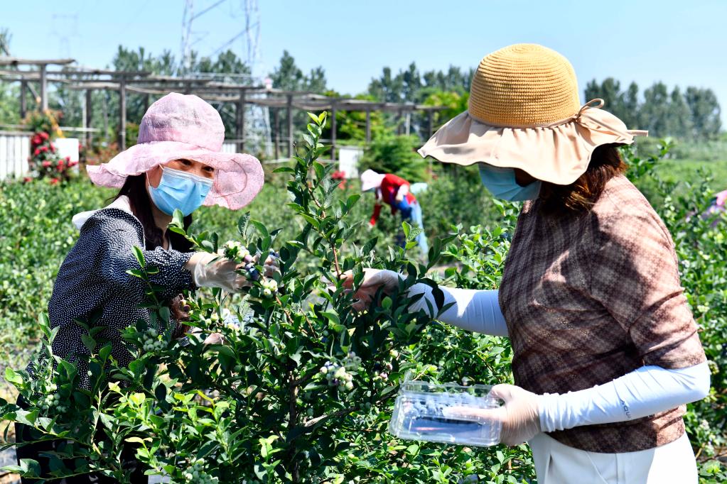 山東乳山：統籌互補促鄉村振興