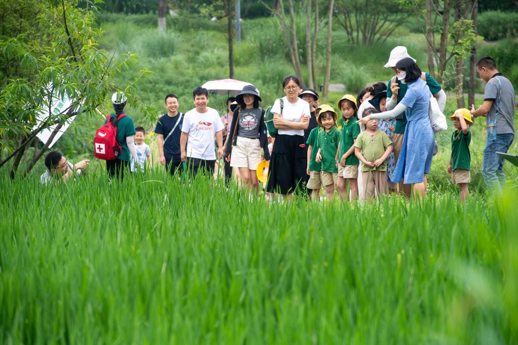 新時代中國調研行·長江篇丨長江上游最大“江心綠島”成“生態(tài)課堂”