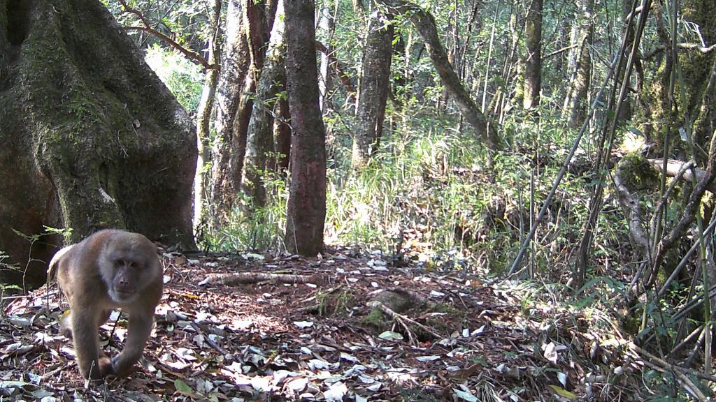 國道之行 從雪山奔向大海｜高黎貢山，該讓這些寶貝“亮相”了