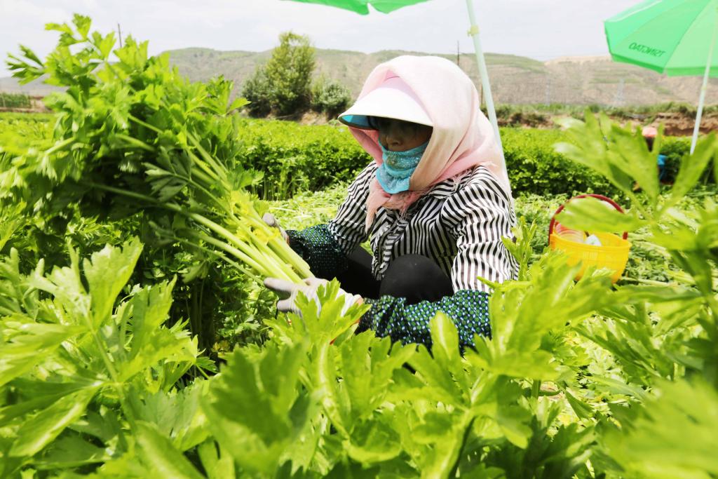 甘肅定西高原夏菜進(jìn)入采收旺季