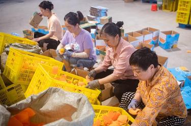 高質(zhì)量發(fā)展調(diào)研行丨湖北秭歸：夏橙進入銷售高峰