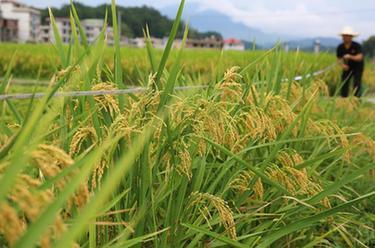 湖南隆回：再生稻頭季測產驗收