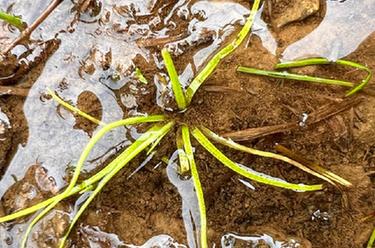 國家一級重點保護野生植物高寒水韭再現香格里拉