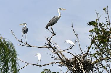 山東成武：城區濕地野生鳥類棲息