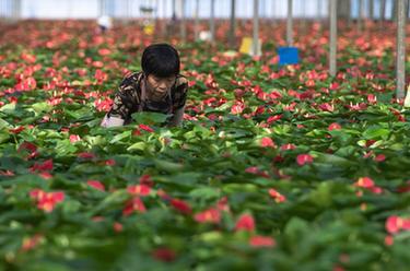 湖北鐘祥：發展花卉產業 助農增收增效