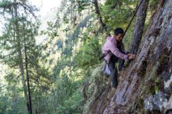 西藏察隅：喜馬拉雅深處的“采山人”