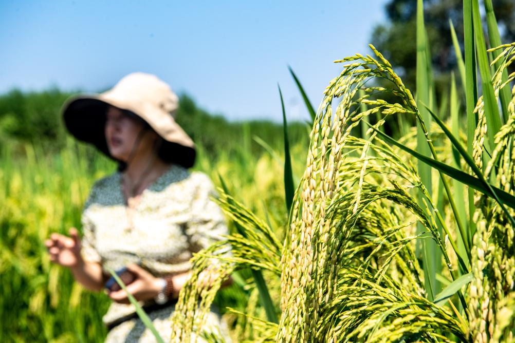 重慶大足：五彩稻田好“豐”景