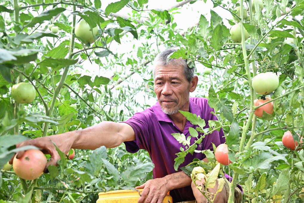 河北灤州：蔬菜種植促農增收