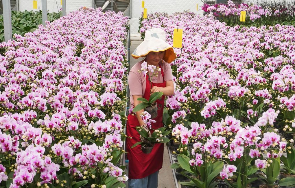 江蘇宿遷：蝴蝶蘭開出“致富花”