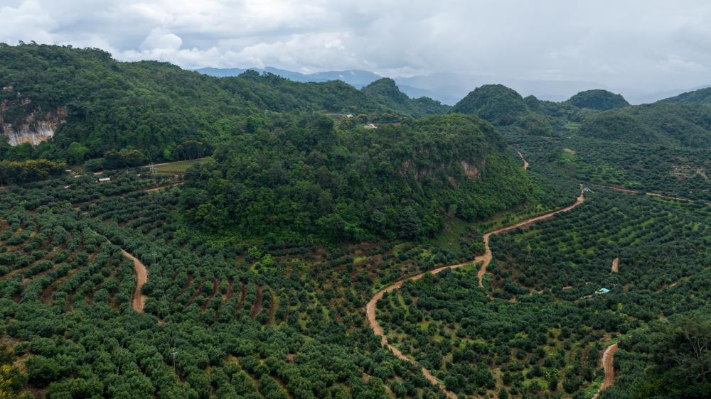 云南孟連大力發展牛油果產業促農增收