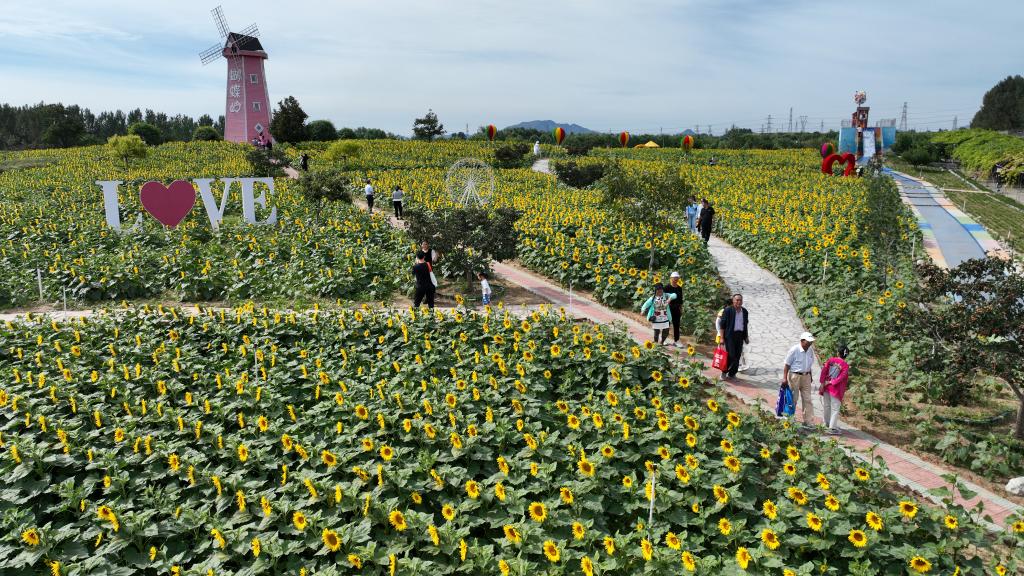 河北遷安：鄉村豐收新圖景