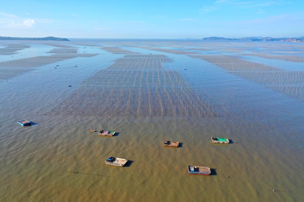 浙江玉環：“海上菜園”紫菜種養忙