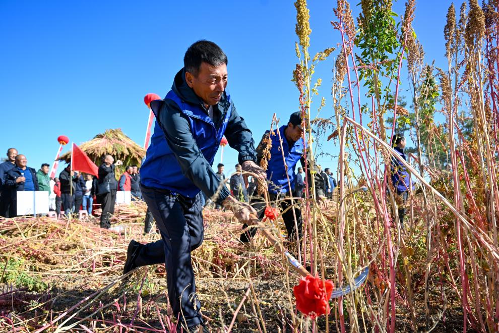 內(nèi)蒙古武川縣：收割藜麥迎豐收