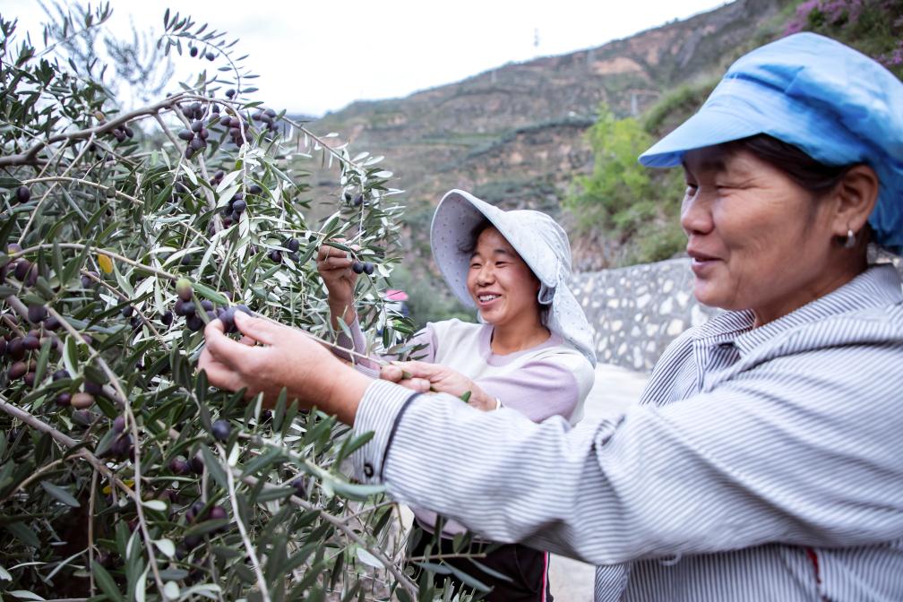 鄉(xiāng)村行·看振興丨油橄欖長(zhǎng)成鄉(xiāng)村振興“搖錢(qián)樹(shù)”