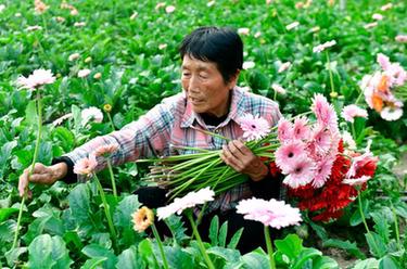 山東定陶：助力鄉村振興的“新花路”