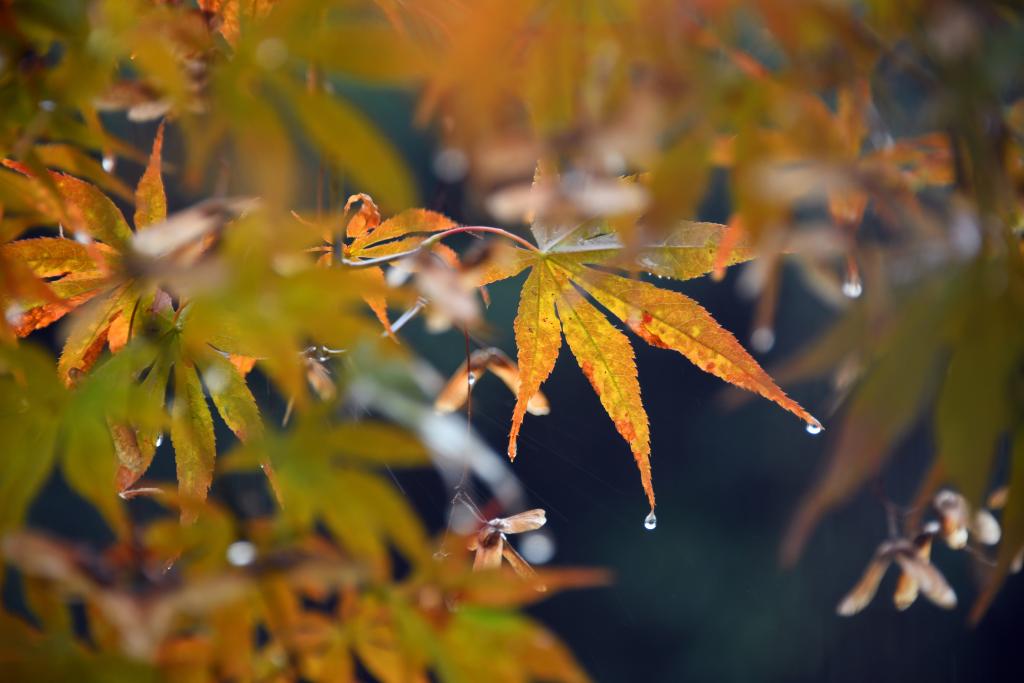 詩意中國丨丹楓萬葉碧云邊，黃花千點(diǎn)幽巖下