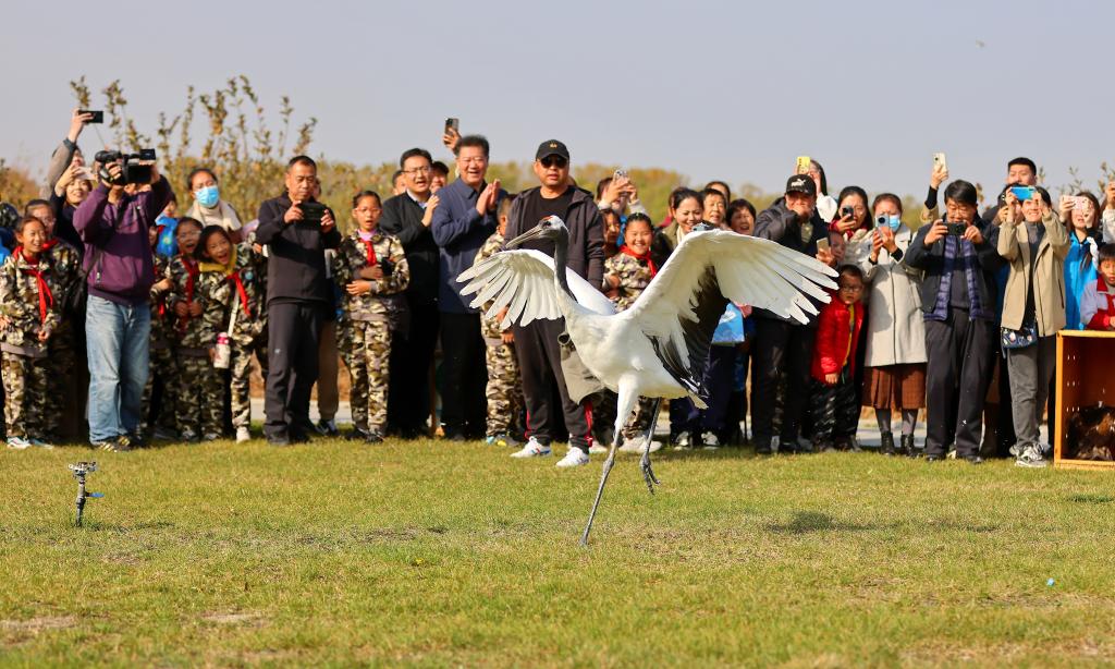 河北秦皇島：國(guó)家保護(hù)鳥類放歸自然