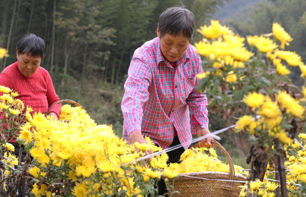 湖南衡陽(yáng)：皇菊采收忙