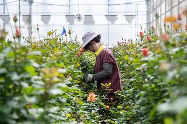 云南姚安：鮮花產業助力鄉村振興