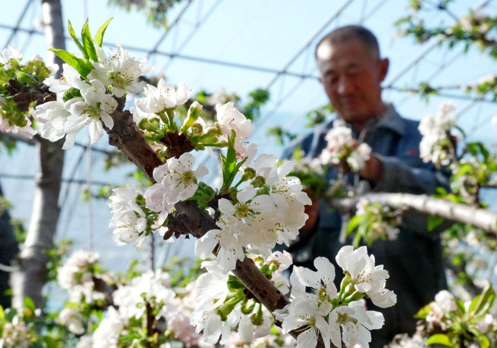 河北樂(lè)亭：溫室暖 花枝俏 果香溢