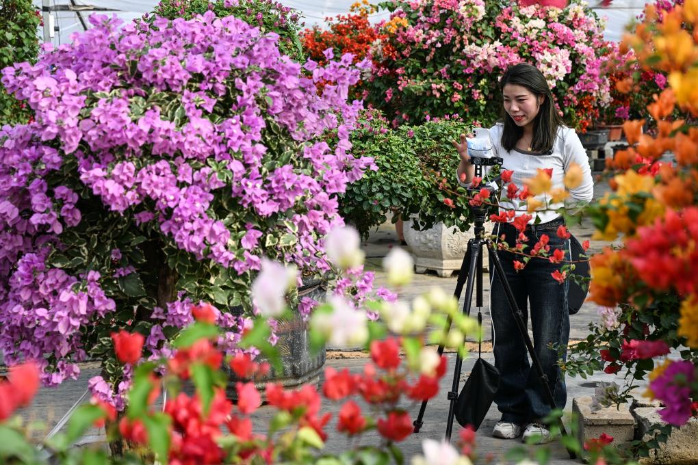 江蘇沭陽：“花木之鄉”的“美麗經濟”