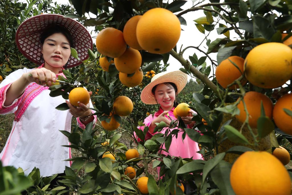 貴州榕江：臍橙喜獲豐收