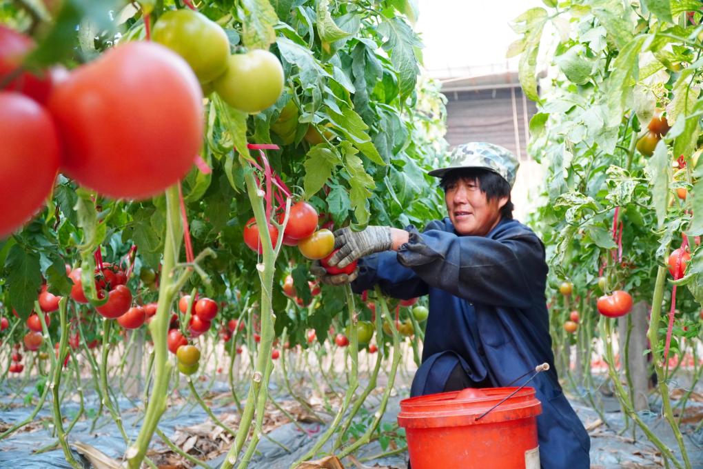 山東臨邑：初冬時節(jié)大棚西紅柿收獲忙