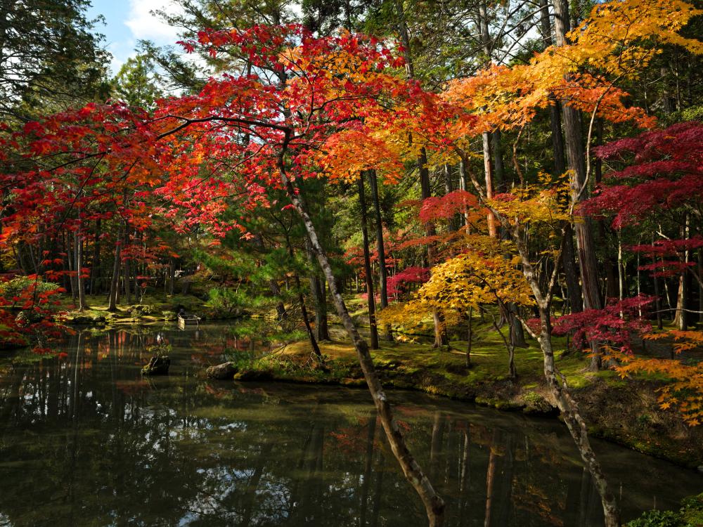 紅葉滿(mǎn)京都