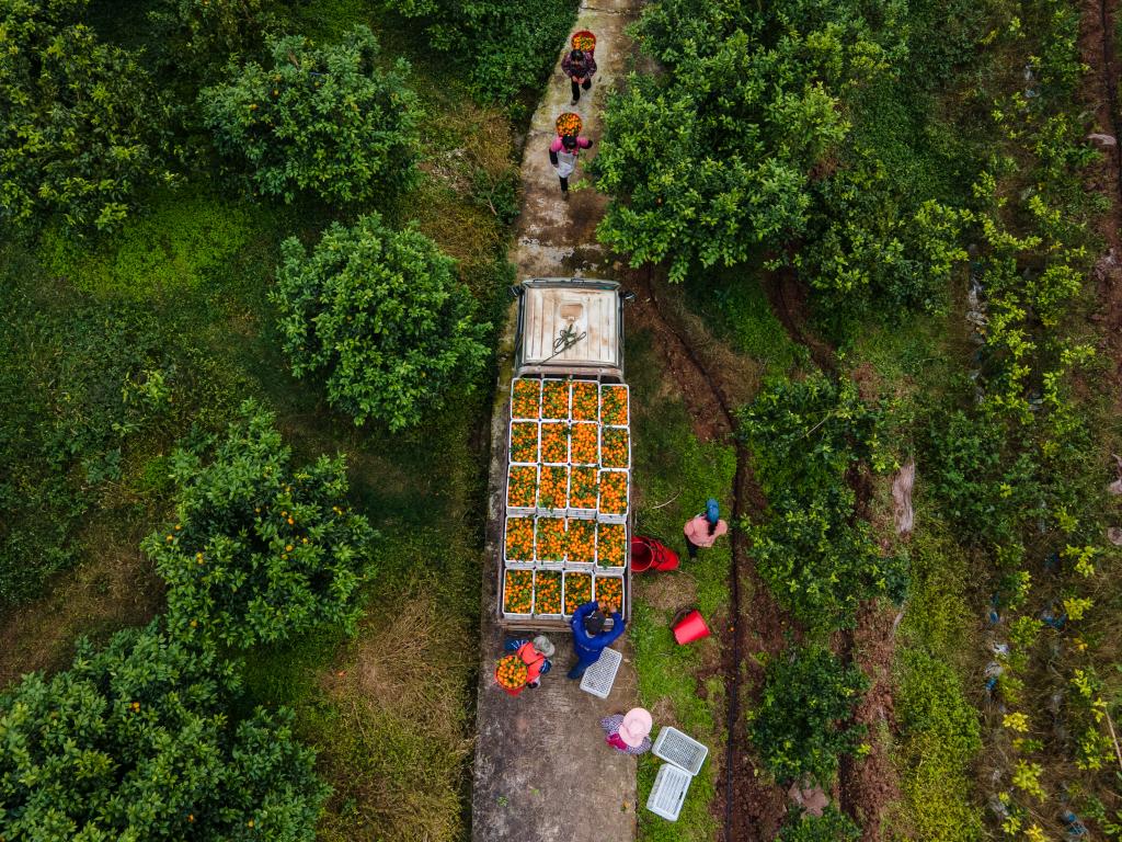 重慶開州：柑橘產業(yè)助力強村富民