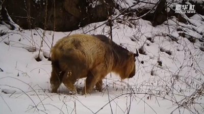 求偶遇！秦嶺野生動物的“盲盒”這樣開