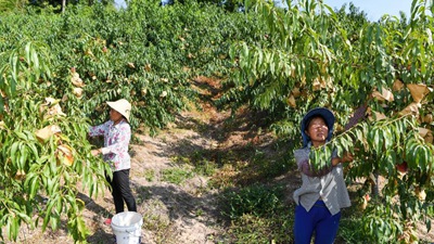 重慶萬州：桃、李產業美了山鄉富了民