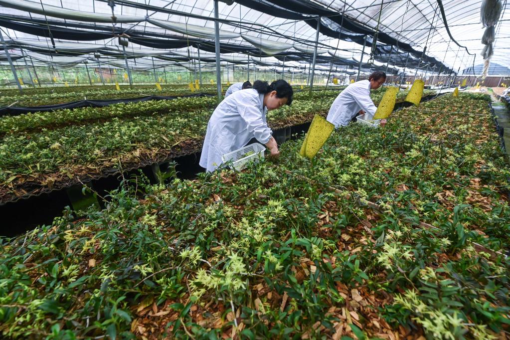 山鄉特色農業產業助力鄉村振興