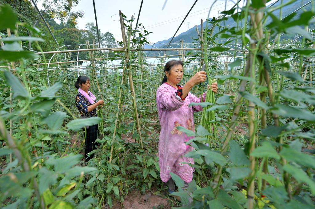 “多村聯營”助力鄉村振興